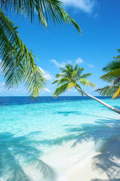 ng体育 - 棕榈树与碧海蓝天